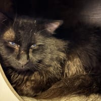 FLUFFY, chat à adopter