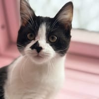 CHIARA, chatte à adopter