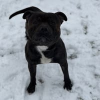 Bubbles CAA14553, chienne à adopter