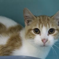 alin, chat à adopter