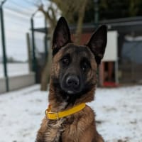 Vortex, chien à adopter