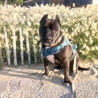 CHANEL, chienne à adopter