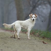 Ninon (réservée), chienne à adopter