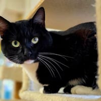 Nacho, chat à adopter