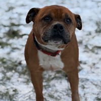 Snipper, chien à adopter