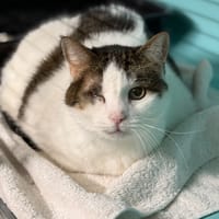 Lili CAB4937, chatte à adopter