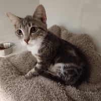 ARYA CTTE, chatte à adopter