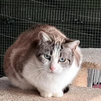 PERLE, chatte à adopter