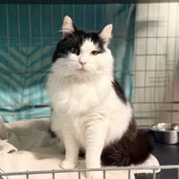 COOKIE (Felv+), chat à adopter