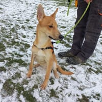 Diaz, chien à adopter