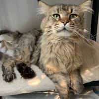 Shibi, chat à adopter