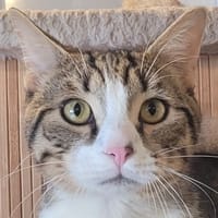 PATACAKE, chat à adopter