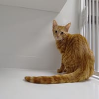 Azur, chat à adopter