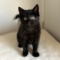 Iridessa, chatte à adopter