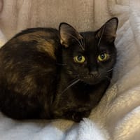 EBENE, chatte à adopter