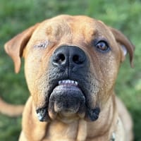 CHEDDAR, chien à adopter