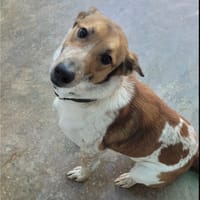 NATALE, chien à adopter