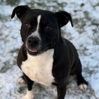 Lola CAA14539, chienne à adopter