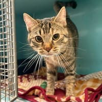 fifi, chatte à adopter