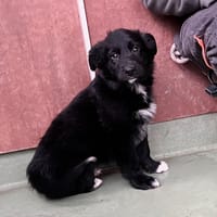 BOSKO, chien à adopter