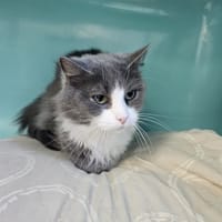 mimousette, chatte à adopter