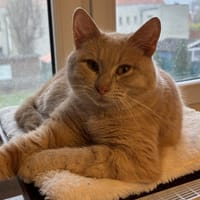 POLAIRE, chatte à adopter