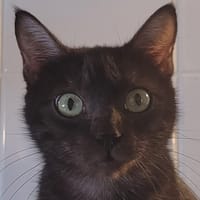 SYMPHONIE, chatte à adopter