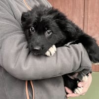 BYRON, chien à adopter