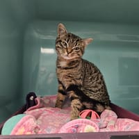 Mistigri, chat à adopter