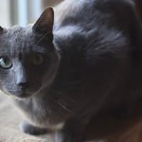 Nomines, chat à adopter