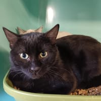 CHADOW CT, chat à adopter