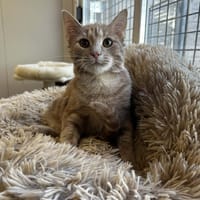 Cumin, chat à adopter