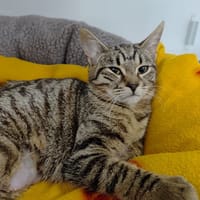Zoe, chatte à adopter