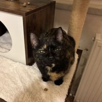 FREYA, chatte à adopter