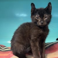 Jasko, chat à adopter