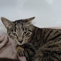Halo, chat à adopter
