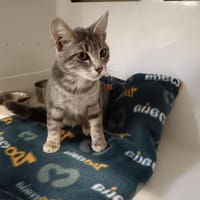 DUCHESSE CTTE, chatte à adopter