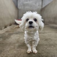 BRANDON, chien à adopter