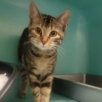 Robinette, chatte à adopter