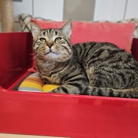 EZIO, chat à adopter