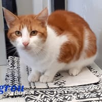 Tigrou, chat à adopter