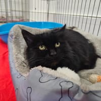 Abby, chatte à adopter