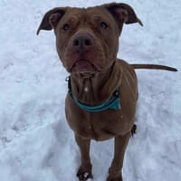 MIETTE PAA23025, chienne à adopter