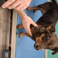 MAYA, chienne à adopter