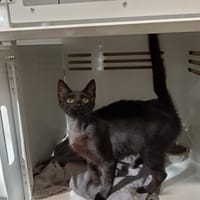 CACHOU CTTE, chatte à adopter