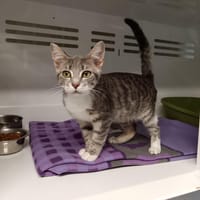 CANELLE CTTE, chatte à adopter