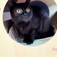 Nala, chatte à adopter