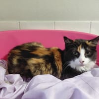 Ruby, chatte à adopter