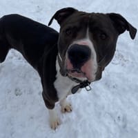 VENOM PAA24042, chien à adopter