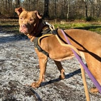 OLYA PAA24039, chienne à adopter